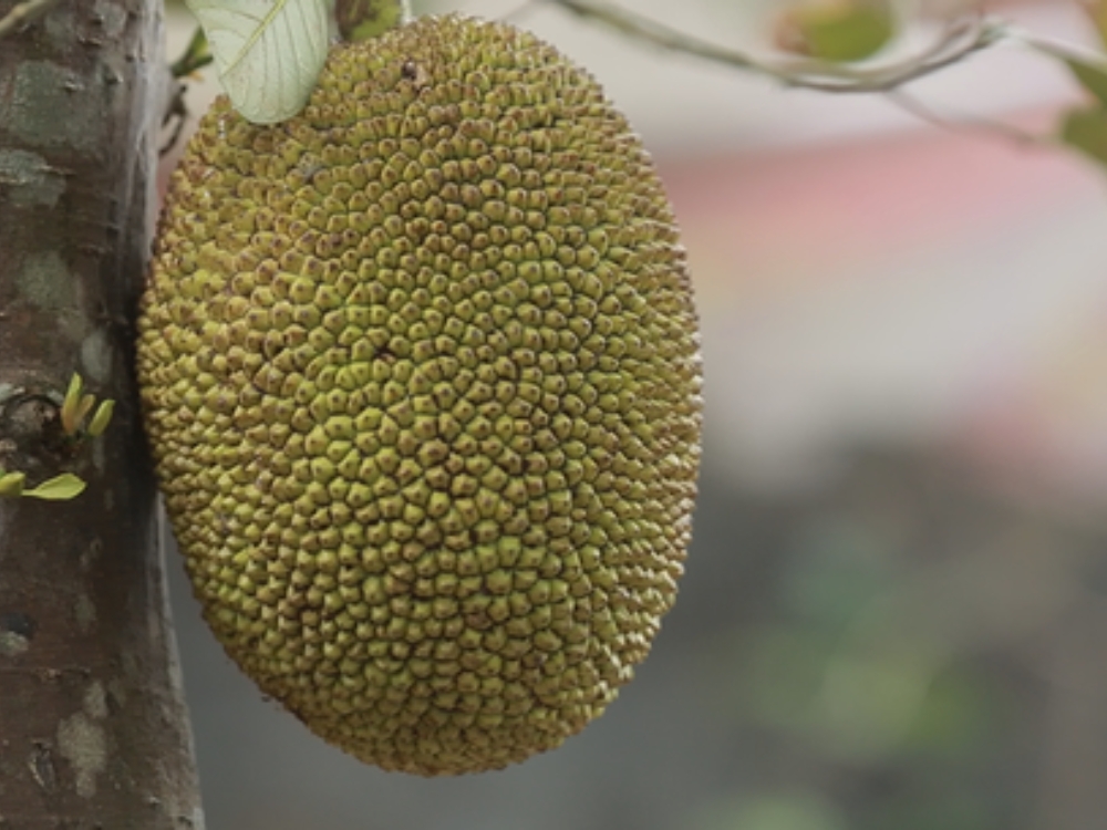 Mít nghệ Tiền Giang