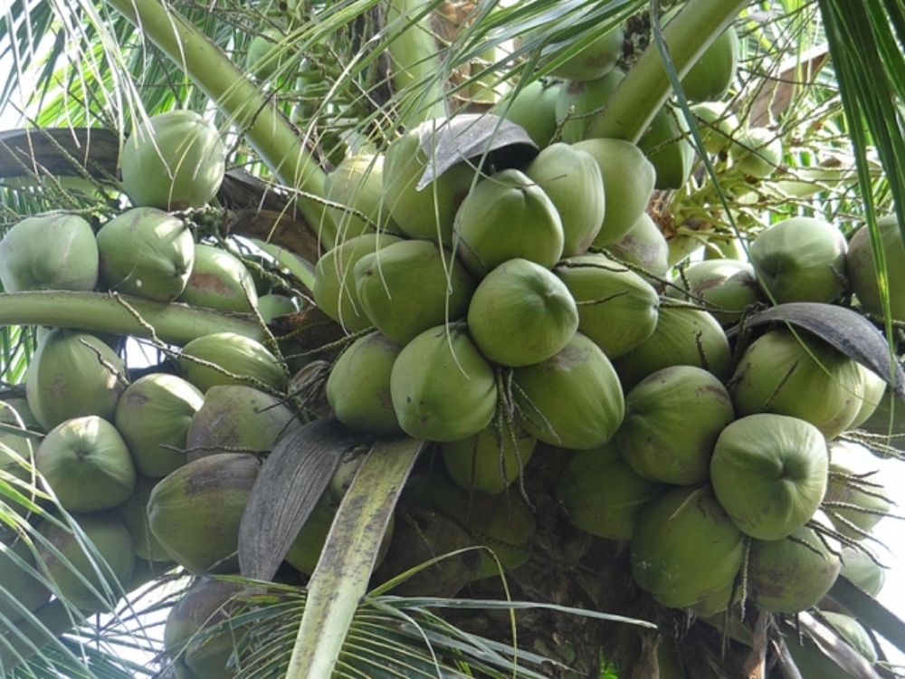 Cây dừa