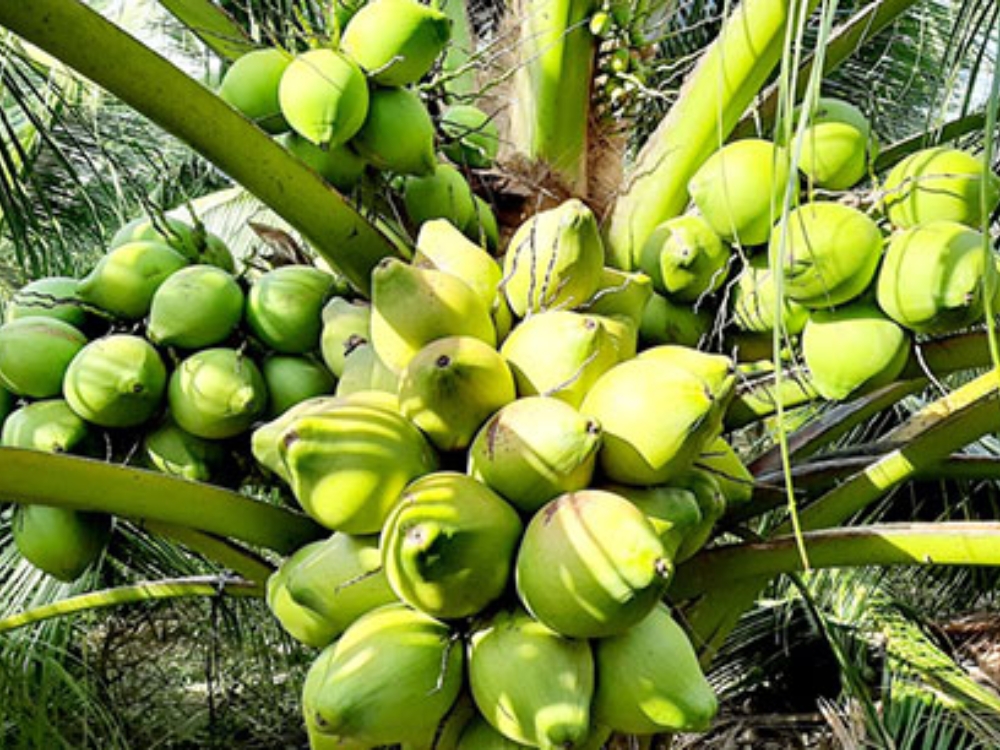 Cây dừa Viêt Nam