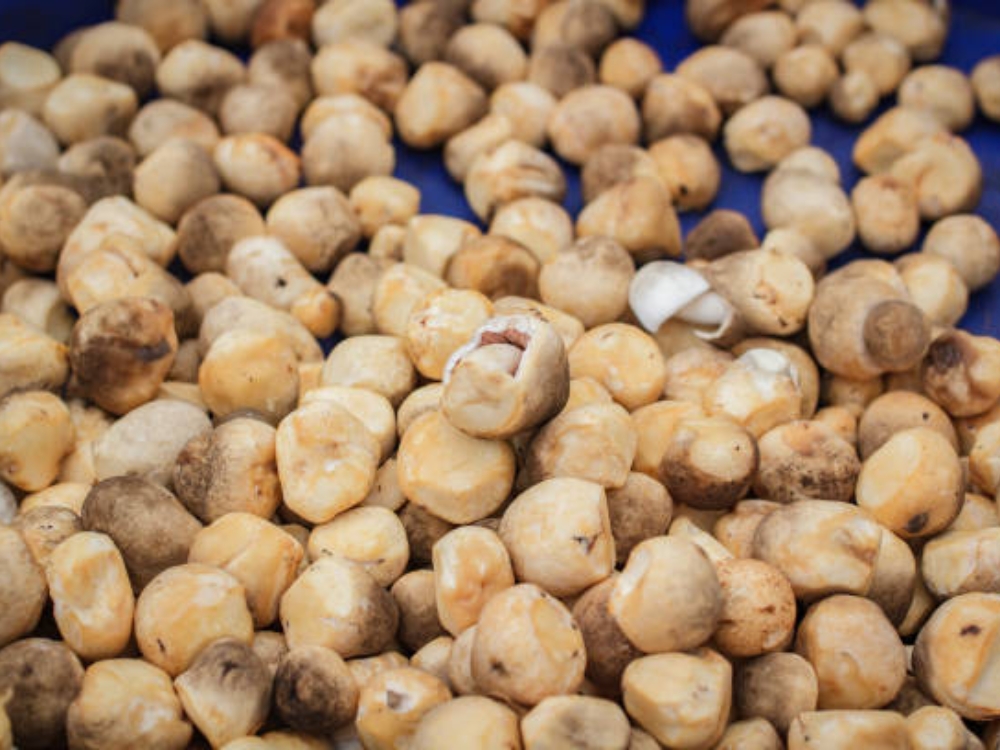 Nấm rơm