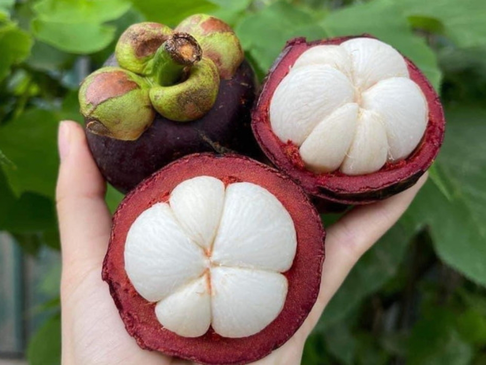 Măng cụt Cần Thơ