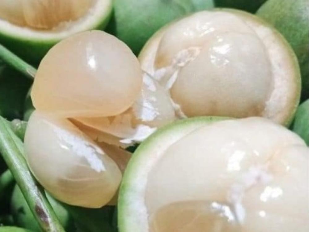 Dâu Xanh Có Nguồn Gốc Từ Đâu? Mang Lại Lợi Ích Gì