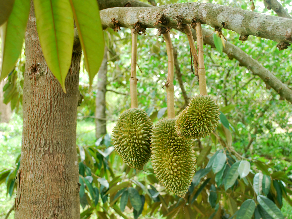 Đặc điểm nhận biết sầu riêng ngon