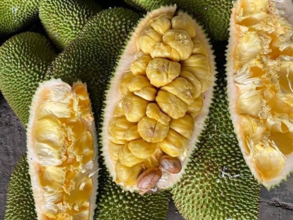 Hương Vị và Giá Trị Dinh Dưỡng Của Mít Tố Nữ