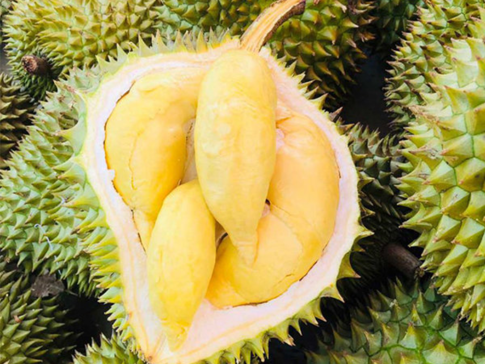 Sầu Riêng Có Nguồn Gốc Từ Đâu Và Phát Triển Như Thế Nào?