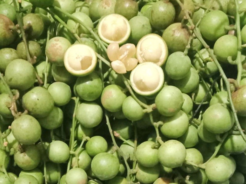 Dâu Xanh Có Nguồn Gốc Từ Đâu? Mang Lại Lợi Ích Gì