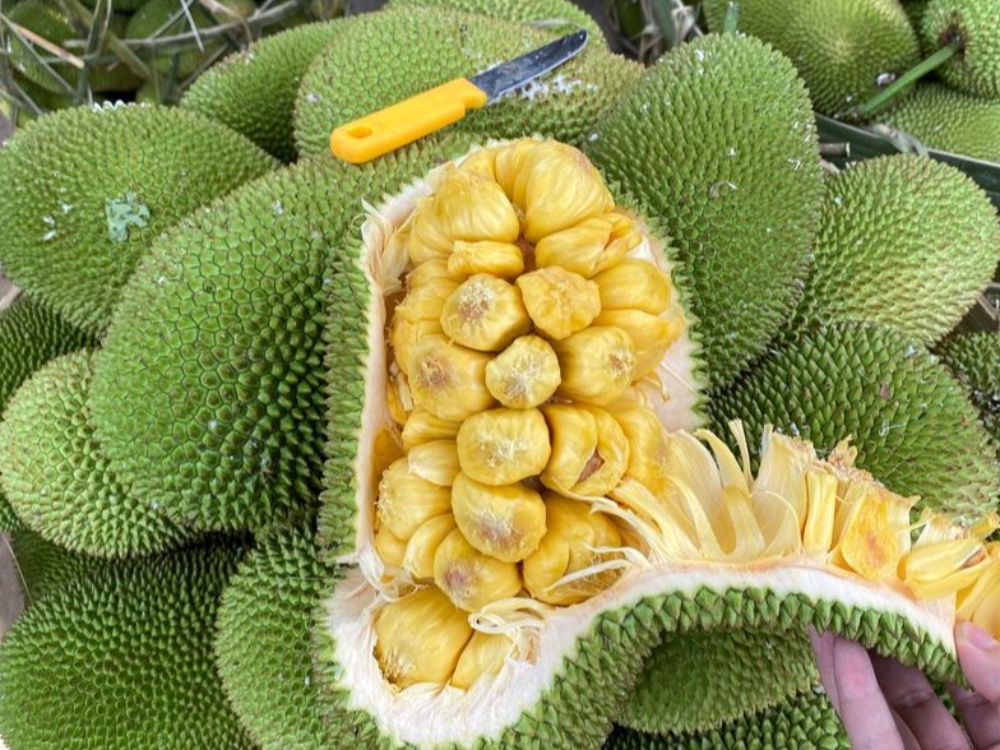 Hương Vị và Giá Trị Dinh Dưỡng Của Mít Tố Nữ