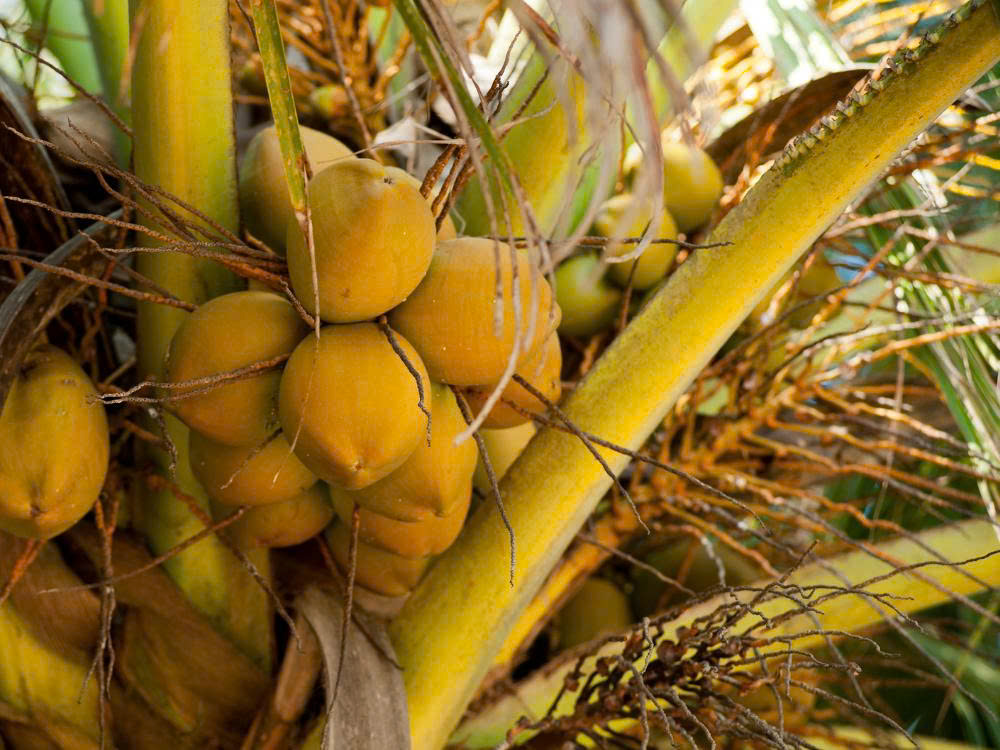 Dừa uống cách