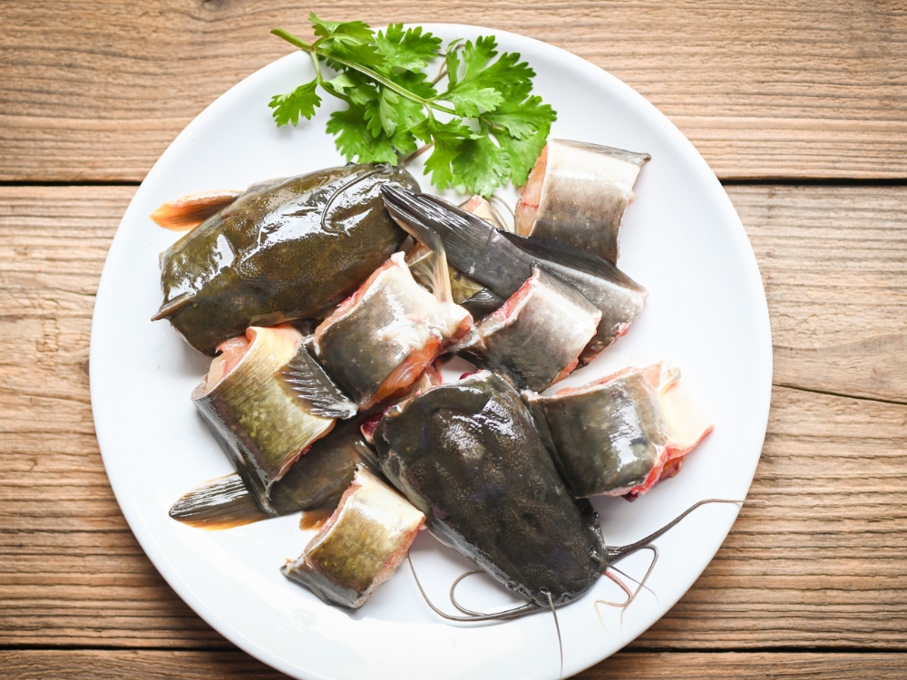 Cá Ngát Là Là Gì? Sống Ở Đâu?
