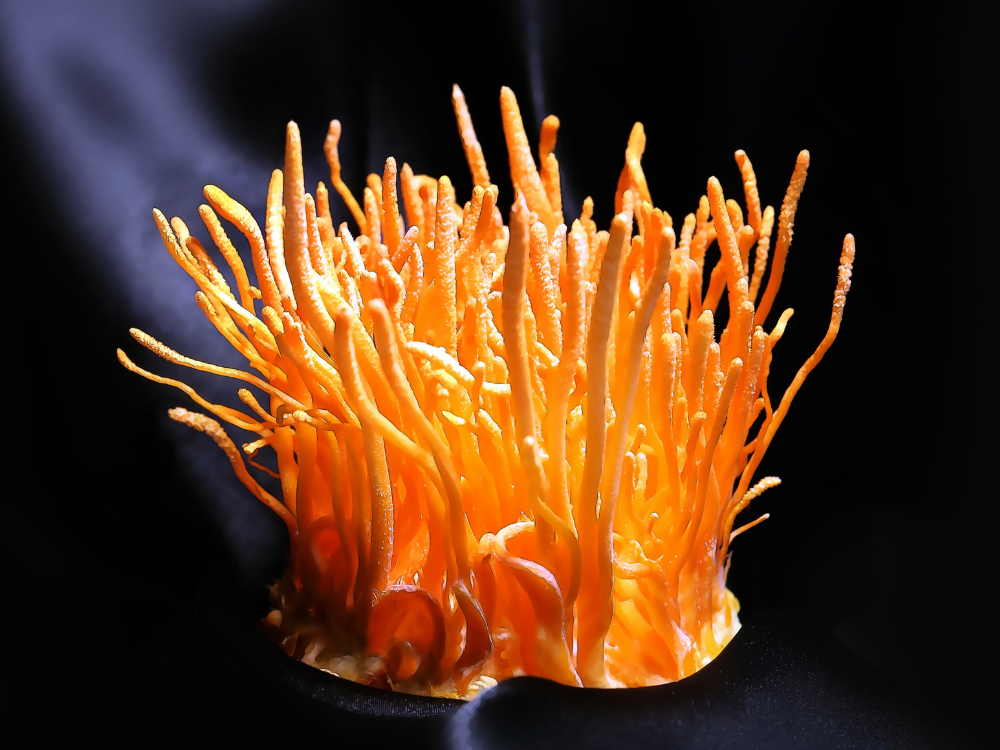 Cordyceps
