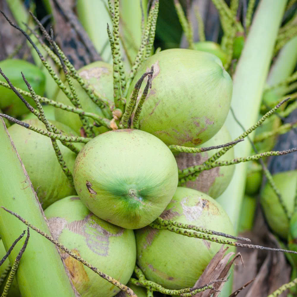 Trái dừa