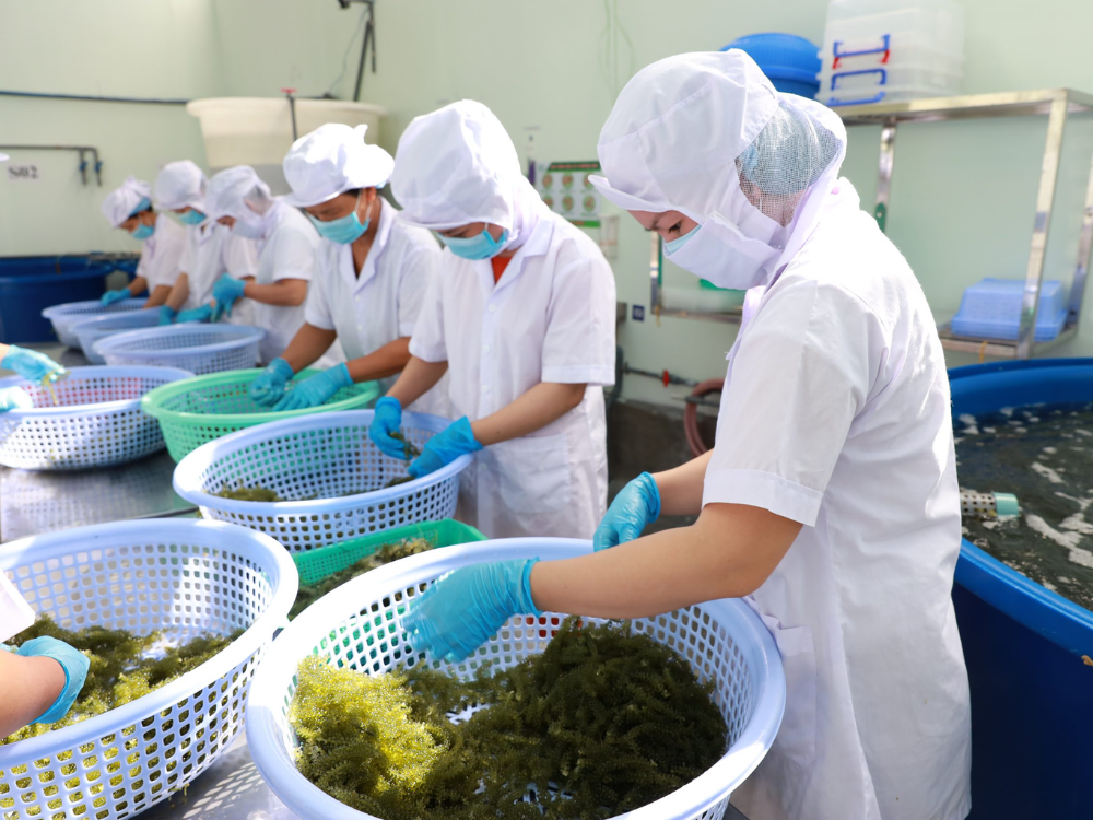 Cắt và sơ chế