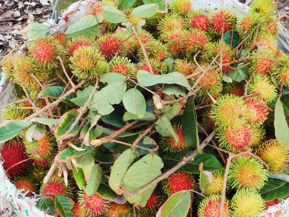 Lợi ích sức khỏe