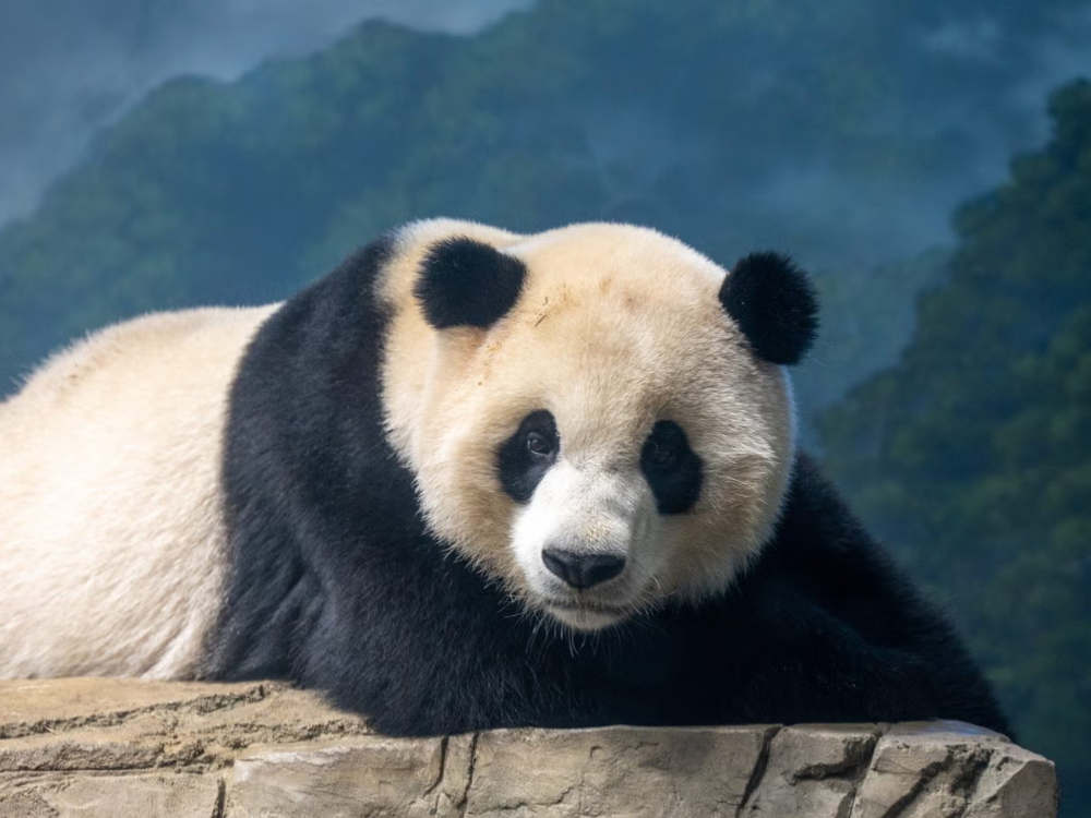 panda-cute