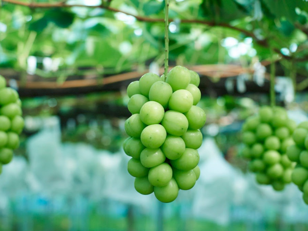 Nho Mẫu Đơn
