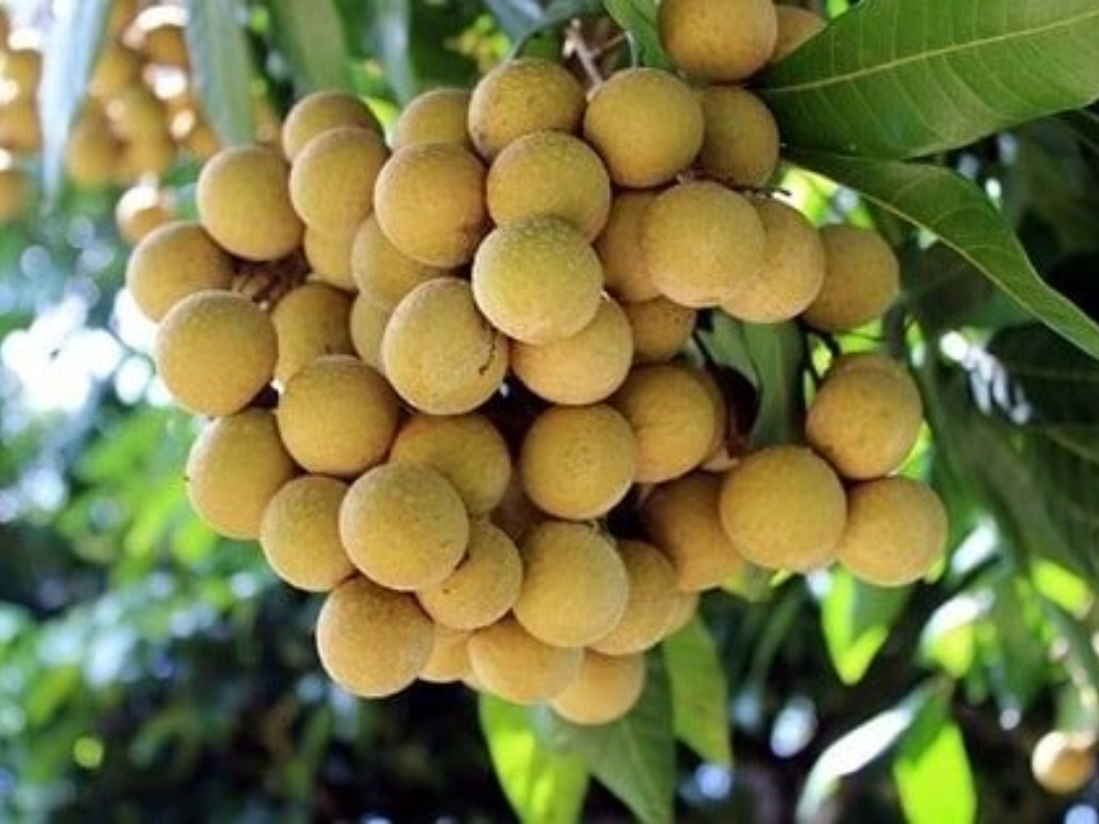 Ăn Nhãn Lồng Có Tốt Cho Sức Khỏe Không?