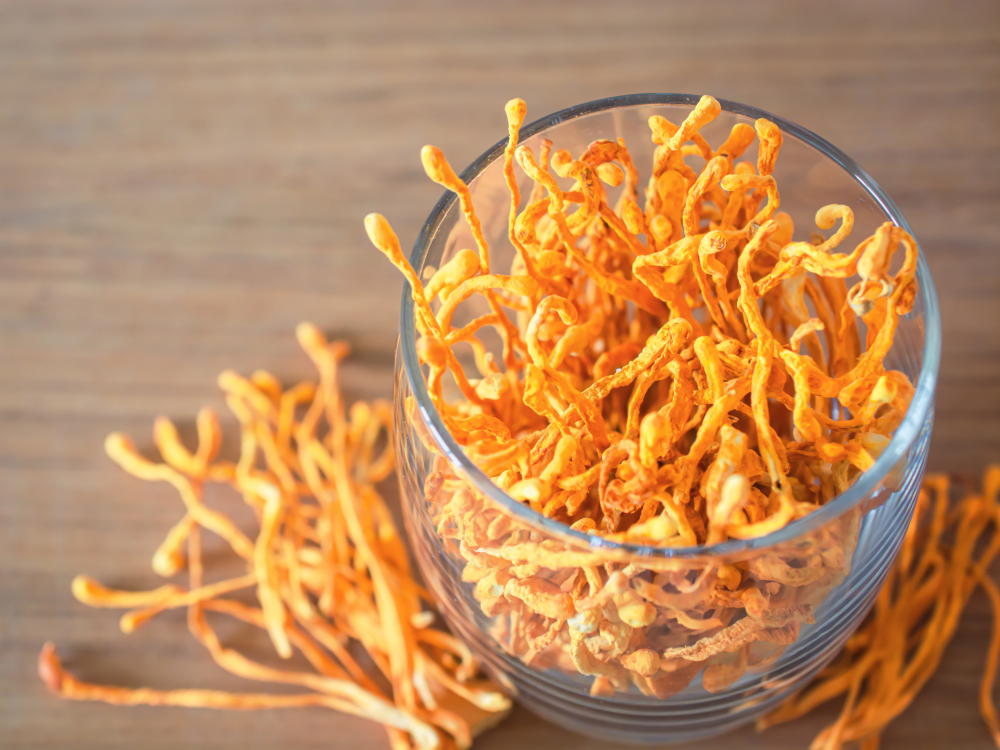 cordyceps