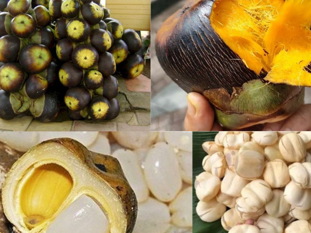 Lợi Ích Tuyệt Vời Của Thốt Nốt Đối Với Sức Khỏe