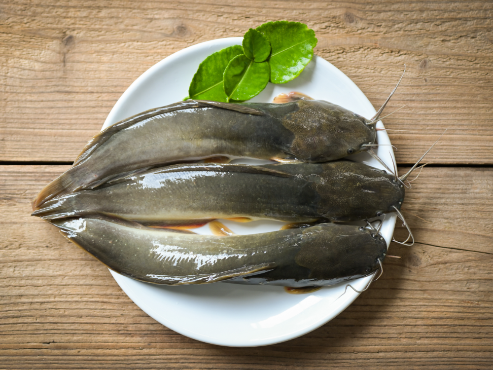 Cá Ngát Là Là Gì? Sống Ở Đâu?