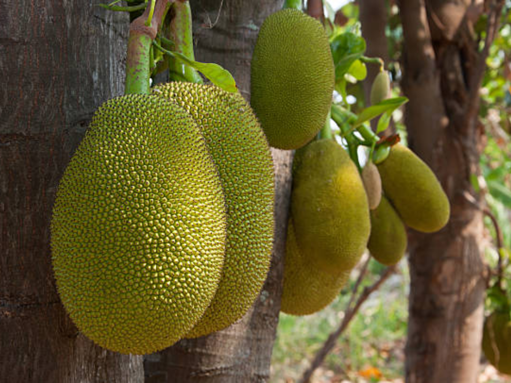 Khám Phá Lợi Ích Bất Ngờ Từ Mít Tố Nữ Mang Lại