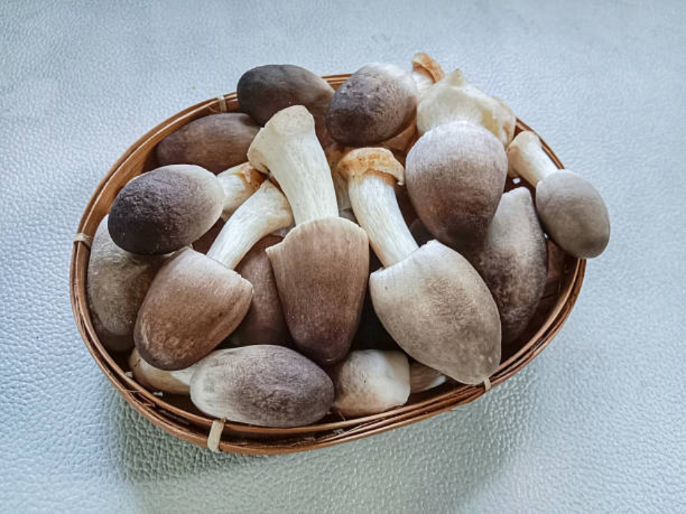Nấm rơm