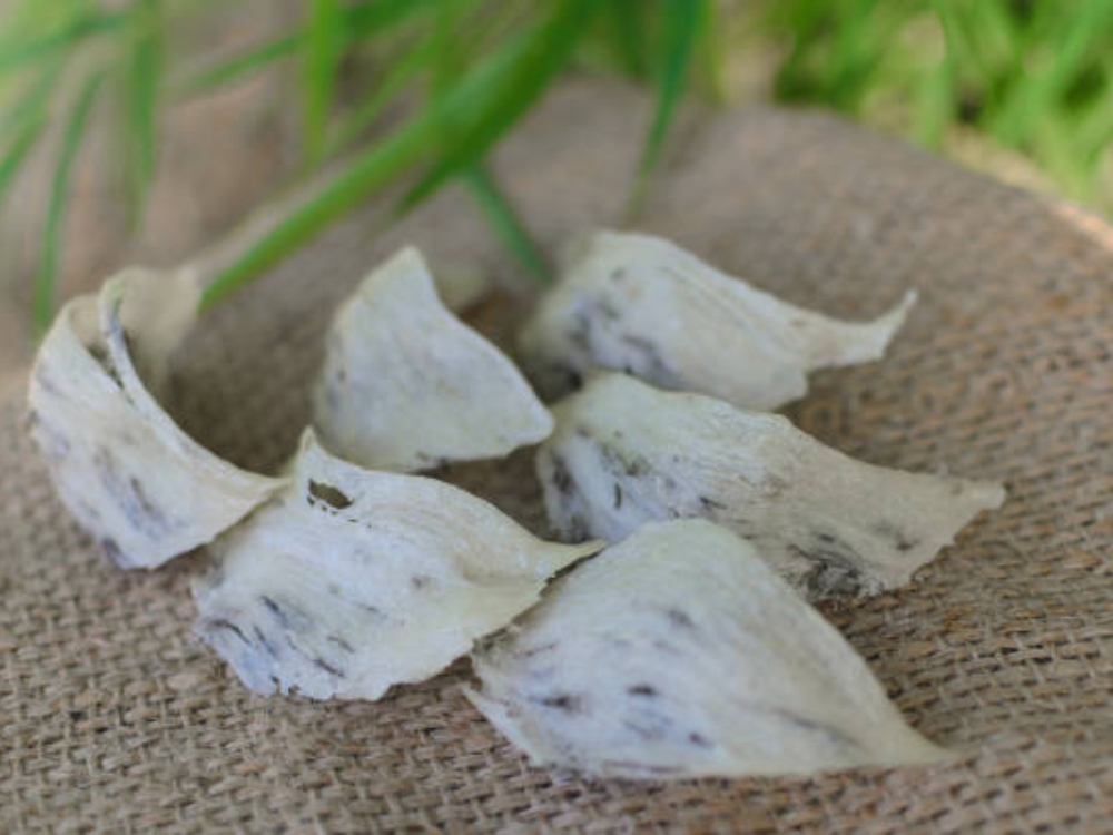 Tổ yến 