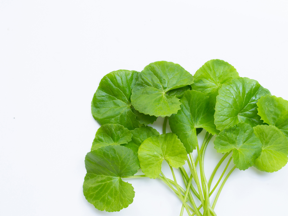 Cơ chế thanh nhiệt, giải độc của rau má