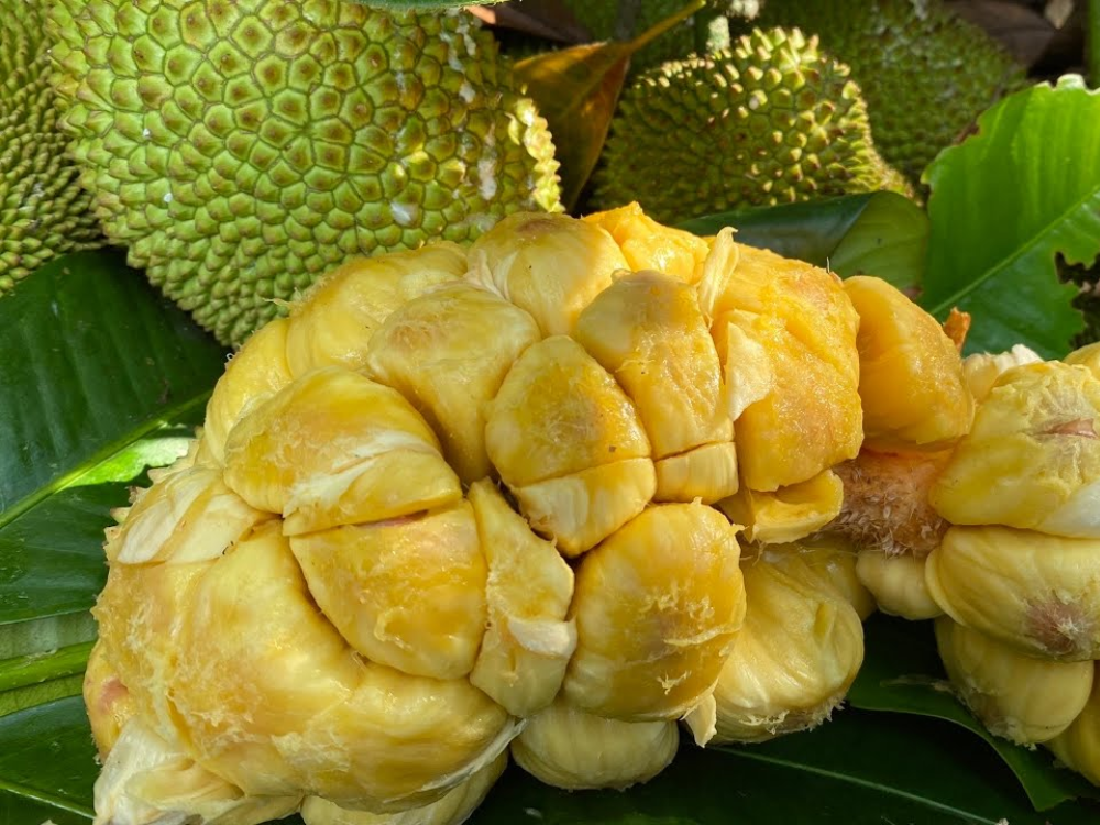 Hương Vị và Giá Trị Dinh Dưỡng Của Mít Tố Nữ