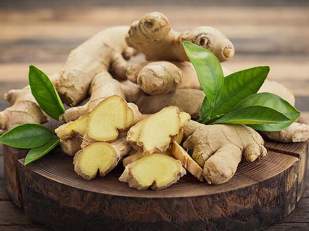 Phân bố, thu hái, chế biến