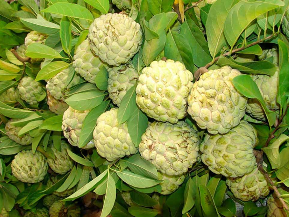 Mãng Cầu Có Gì Đặc Biệt? Mang Lại Lợi Ích Gì?
