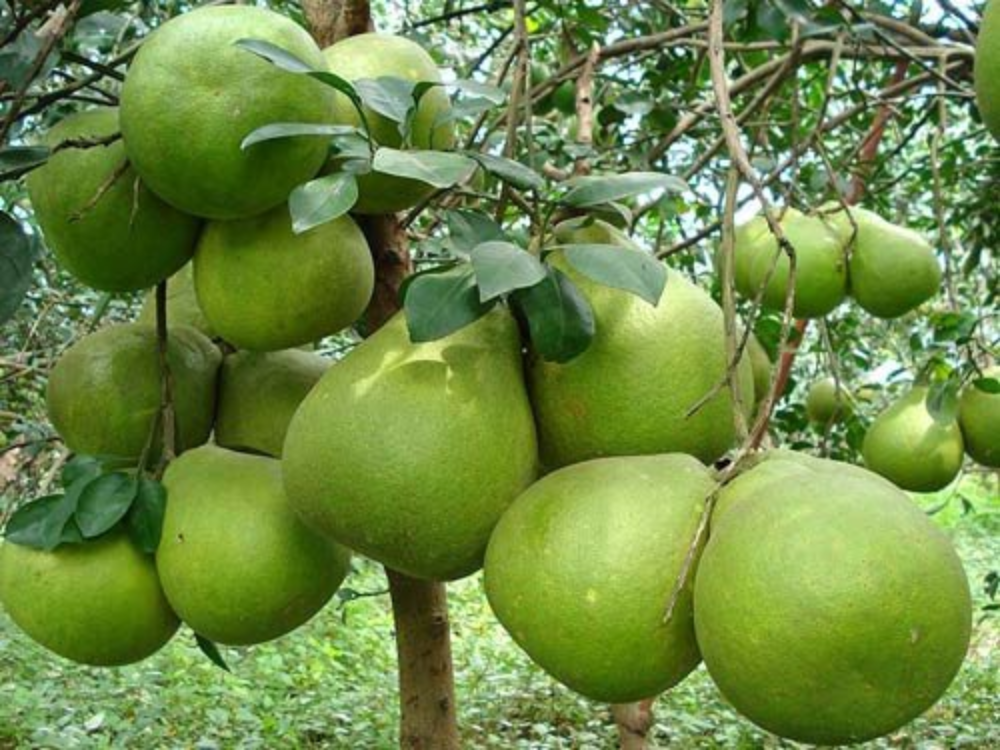 Bưởi năm roi là gì 