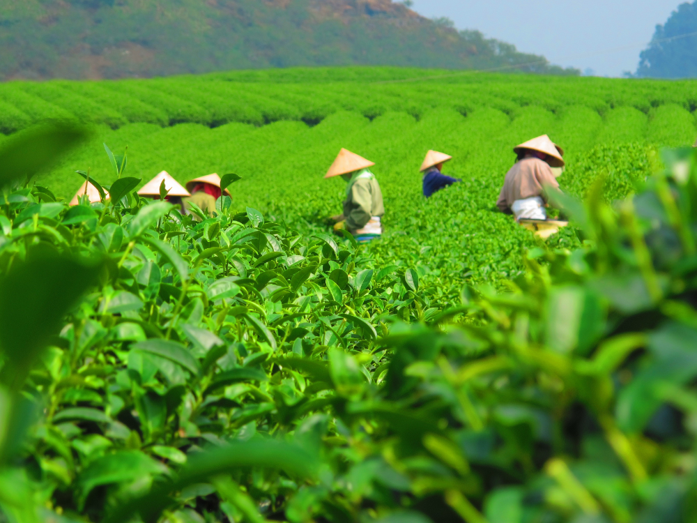 Những Yếu Tố Ảnh Hưởng Đến Hương Vị Trà