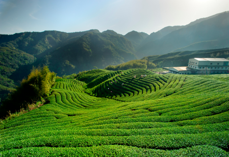 Trà hữu cơ bền vững