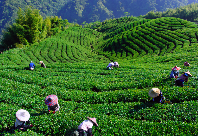 Trà hữu cơ bền vững