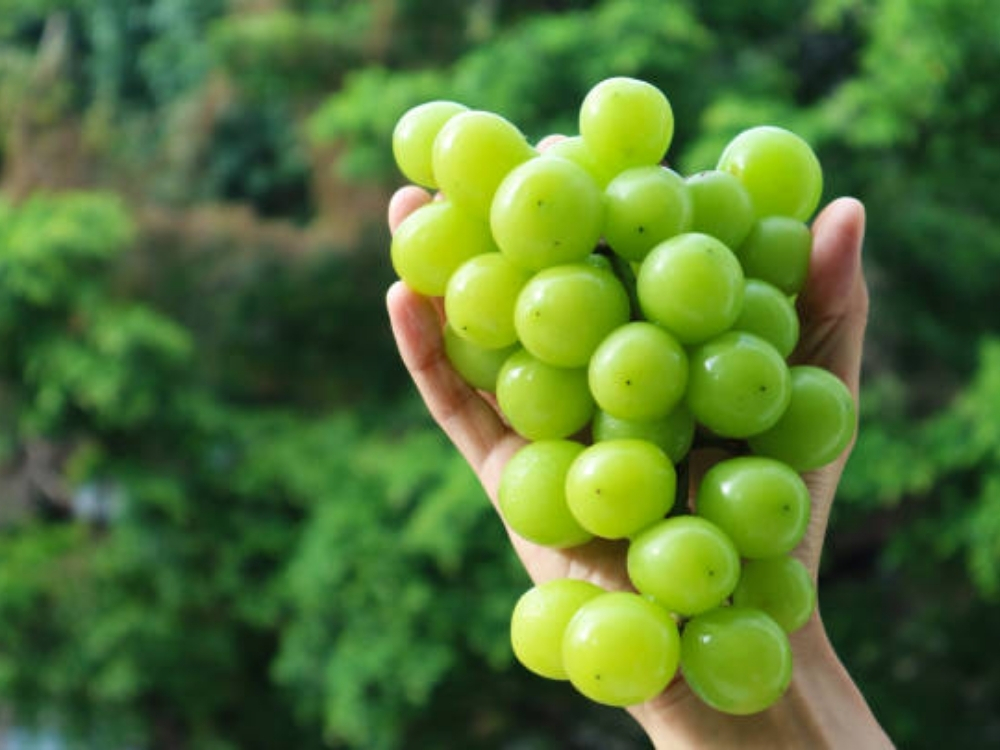 Mẹo về nho