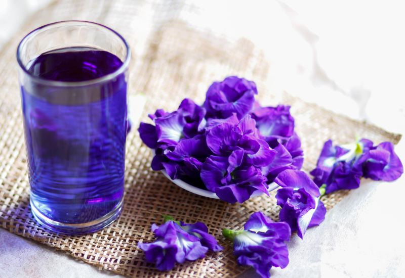 Hoa Đậu Biếc Trong Y Học Cổ Truyền Và Hiện Đại