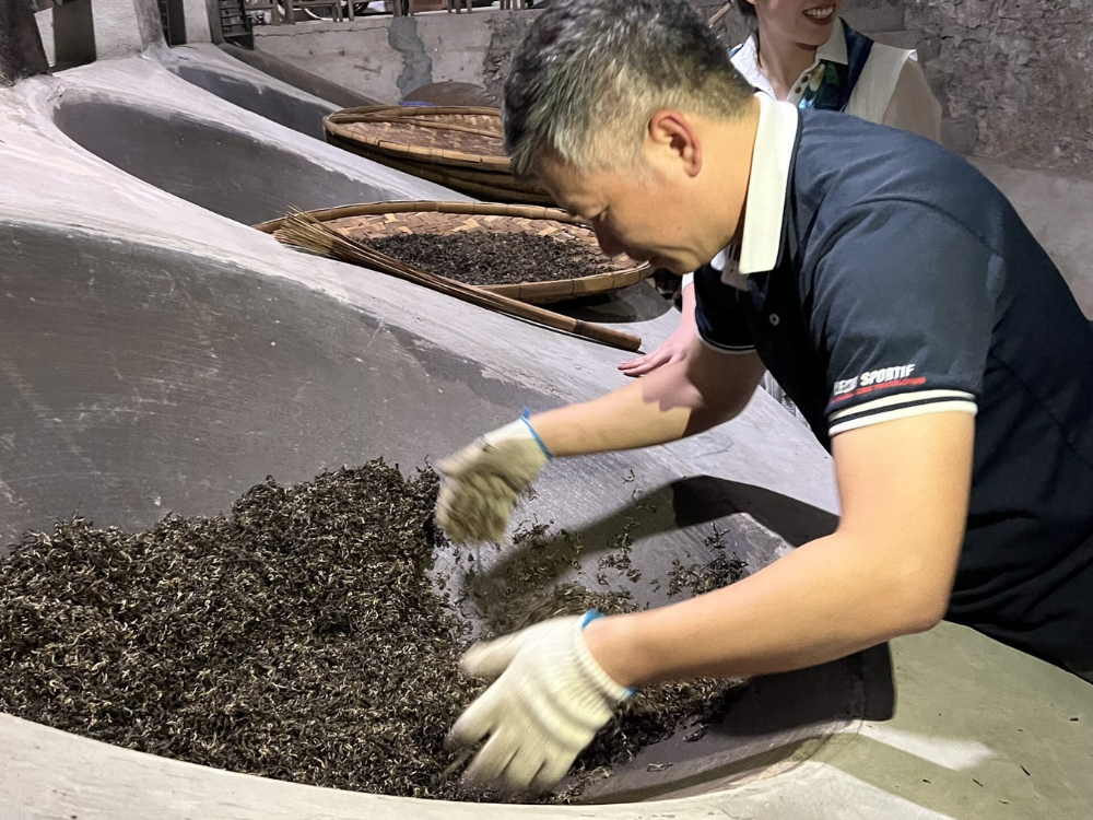 quy trình chế biến trà shan tuyết