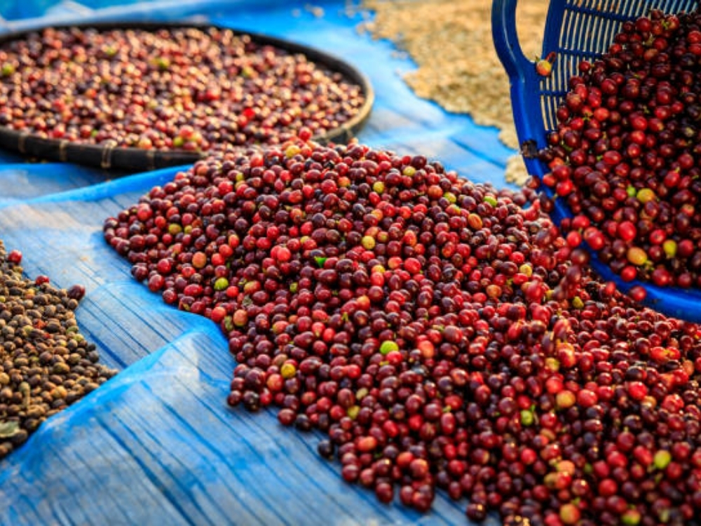 Thực phẩm sấy khô