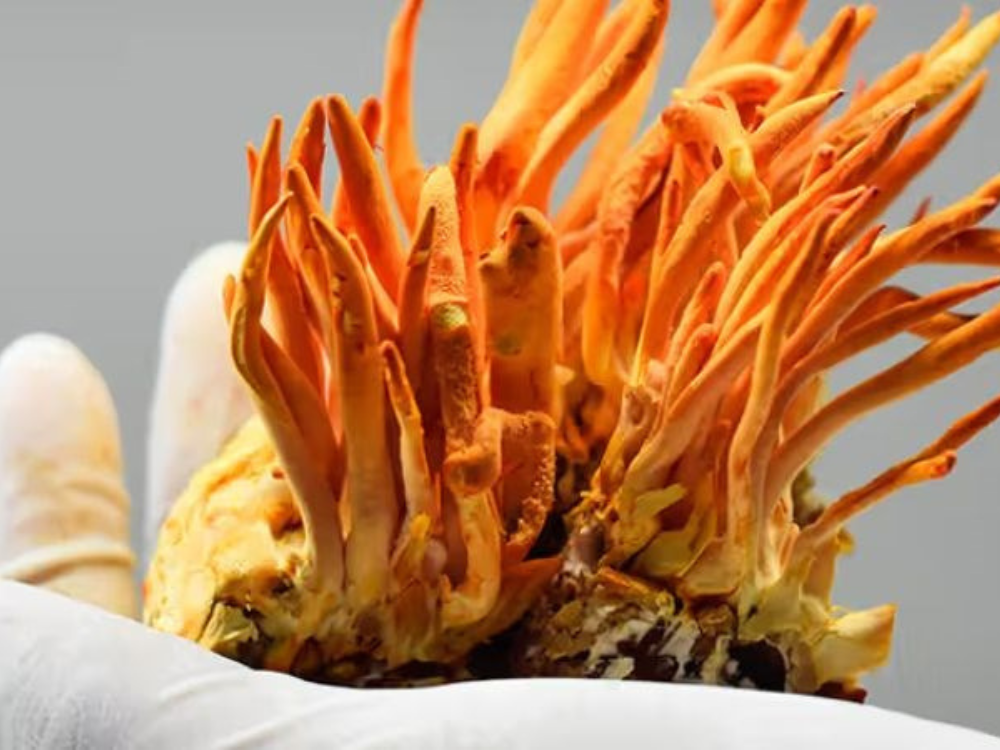 Cordycepin là gì