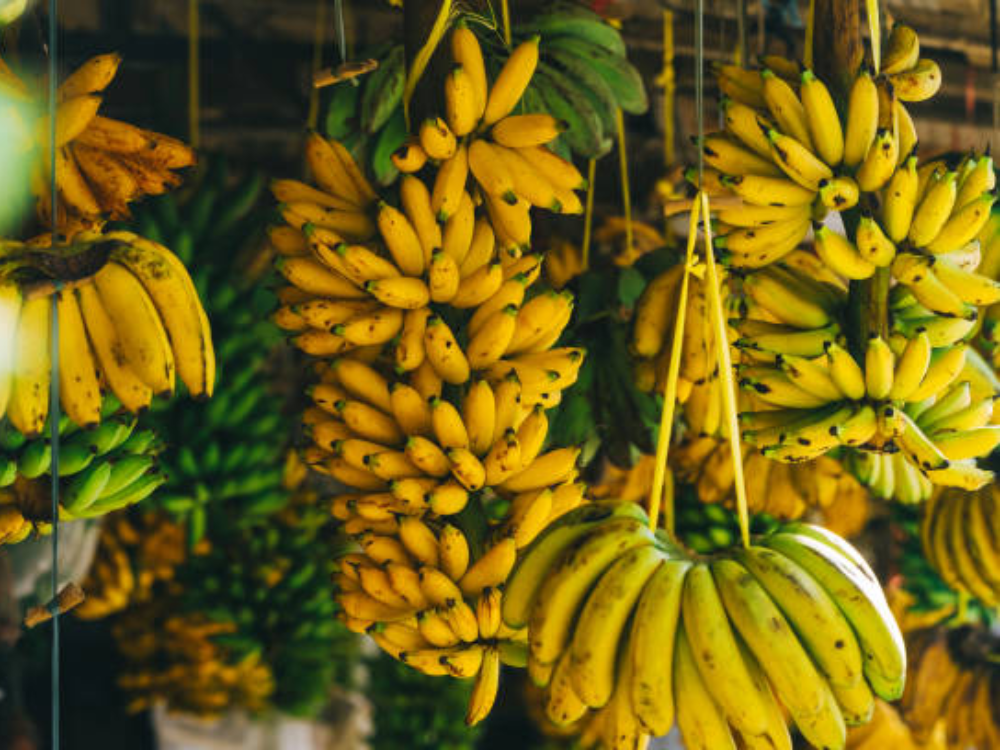 Các Loại Giống Chuối Phổ Biến Ở Việt Nam