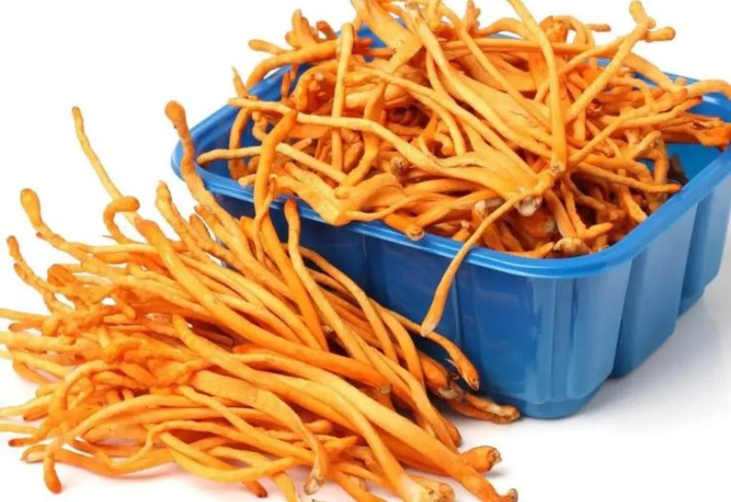 Bao nhiêu tiền 1kg đông trùng hạ thảo?